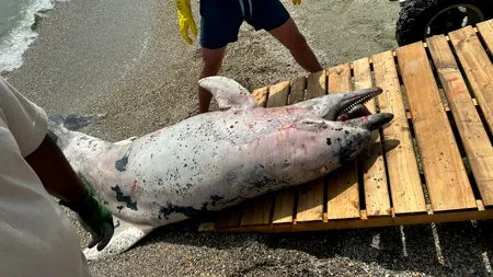 VIDEO | Delfin uriaș, mort de aproximativ trei săptămâni, adus la mal de curenți pe o plajă din Mamaia