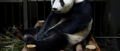 O ursoaică panda a mimat o sarcină pentru a fi răsfățată și mai mult de îngrijitori