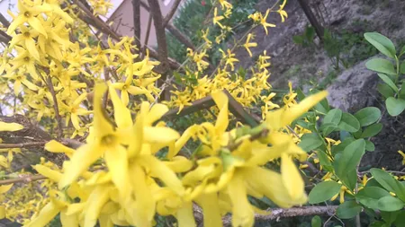 1,8 milioane de români își sărbătoresc ONOMASTICA de Florii