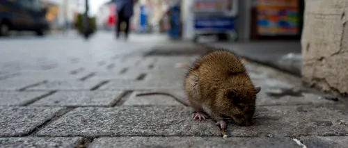 New Yorkul caută un „țar al șobolanilor”. Job-ul neobișnuit pentru care se oferă 170.000 de dolari