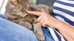 Psihologii spun că persoanele care mângâie pisicile au aceste trăsături de personalitate