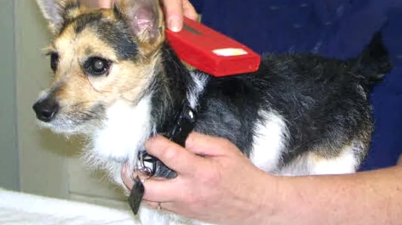 Toți câinii din Marea Britanie vor purta microcipuri începând din anul 2016