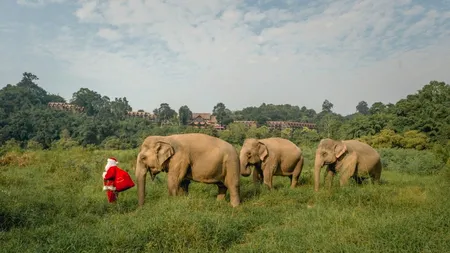 Moș Crăciun a renunțat la reni! În Thailanda, sania cu jucării este trasă de elefanți! Galerie FOTO și VIDEO