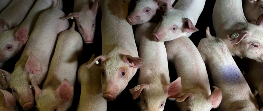 Pesta porcină face prăpăd în vestul României. Crescătorii de porci sunt disperați