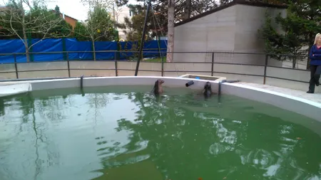 Delfinariul din Constanța are doi noi locatari: două foci din Marea Baltică