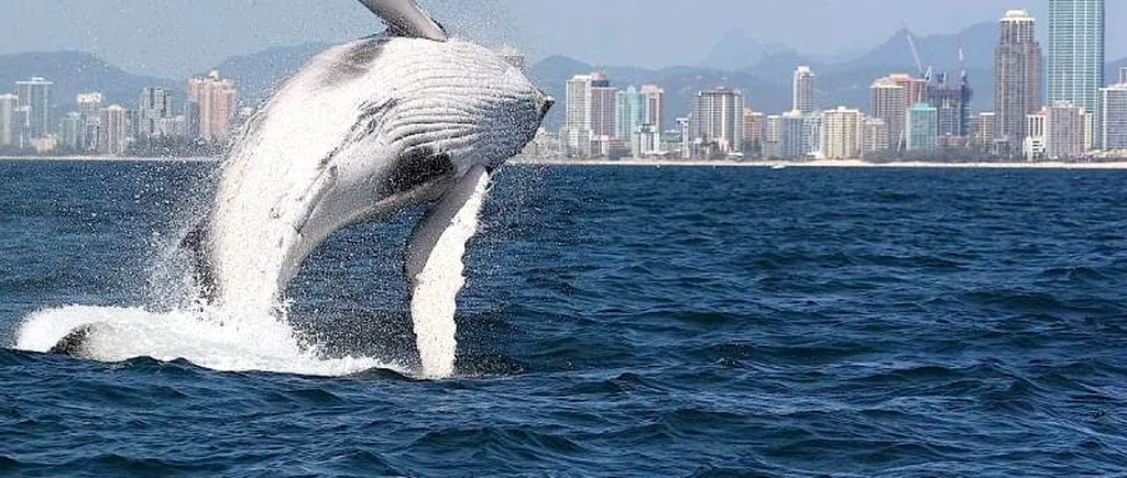 IMAGINI RARE surprinse în apropiere de Sydney: Este Migaloo, balena albă cu piele de porțelan