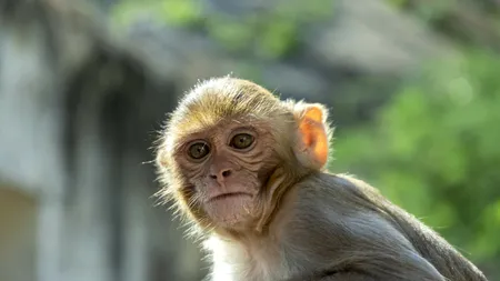 Pe urmele omului. Turiștii din Bali acuză o grupare de crimă organizată macaci de jaf și șantaj în formă continuată