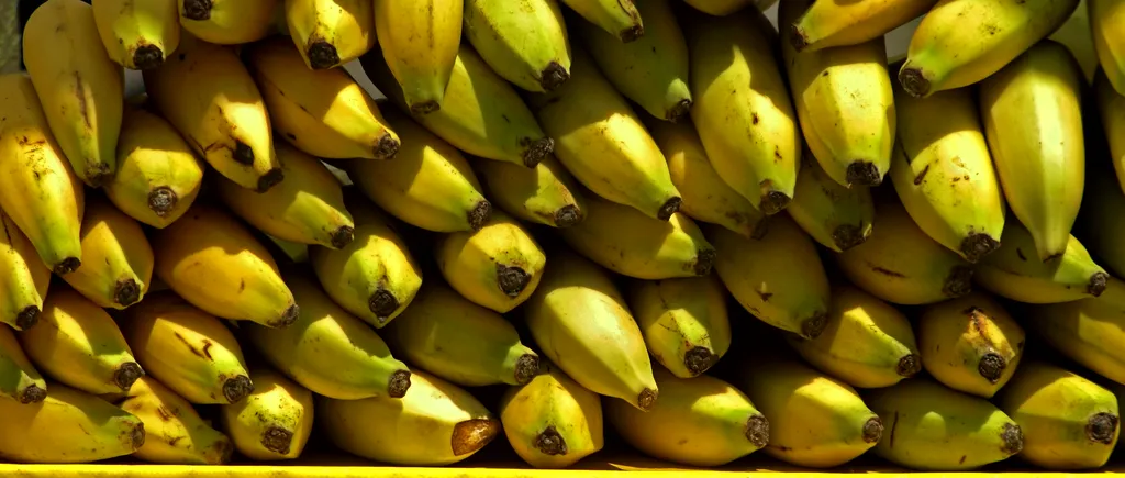 Descoperirea uimitoare a unor angajați Lidl în camionul cu banane: „A sosit tocmai din Costa Rica