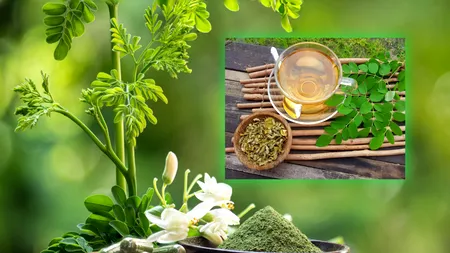 Planta bogată în nutrienți și antioxidanți, care este considerată un „superaliment”. Este folosită de mii de ani în medicina tradițională