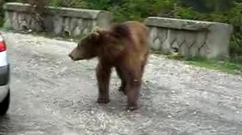 Un urs aflat în zona turistică Peștera - Padina, capturat de lucrătorii Parcului Natural Bucegi