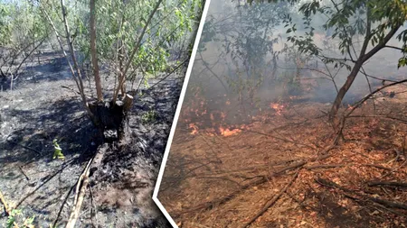 Incendii puternice în Bihor. Peste 70 de pompieri s-au luptat cu flăcările în ultimele 24 de ore