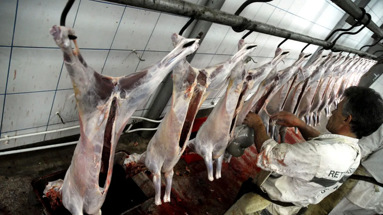 Operațiunea mielul de Paște: 1,5 tone de carne de miel și 10 tone de pește fără avize sanitare, confiscate de poliție