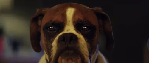 Cea mai frumoasă reclamă de Crăciun: povestea lui Buster, câinele care a primit cadoul perfect