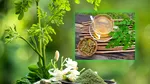 Planta bogată în nutrienți și antioxidanți, care este considerată un „superaliment”. Este folosită de mii de ani în medicina tradițională