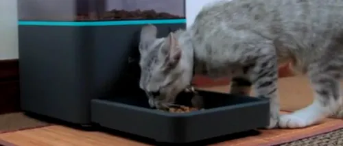 Cum să-ți hrănești pisica sau câinele cu ajutorul smartphone-ului. VIDEO