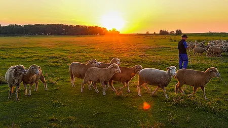 Focar de pestă ovină în Ungaria via România. Mioarele au fost importate din județul Arad. Circulația micilor rumegăroare vii, suspendată în UE