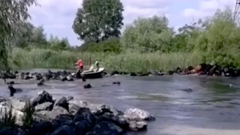 #cugandullaanimale. Barbarie în Delta Dunării. Cai înecați după ce o ambarcațiune a încercat să forțeze trecerea - VIDEO