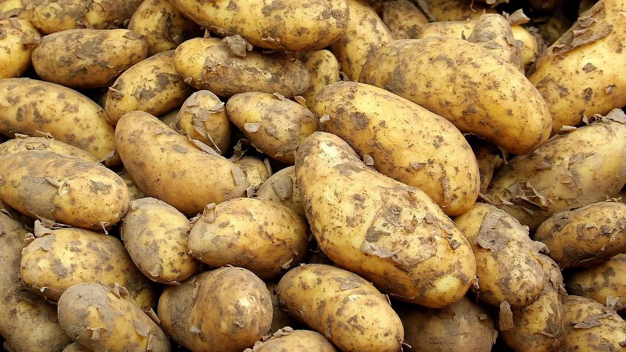 CONTROVERSA CARTOFULUI. Cifrele INS arată că România a rămas în topul producătorilor din UE. Federația Cartoful contestă cifrele oficiale