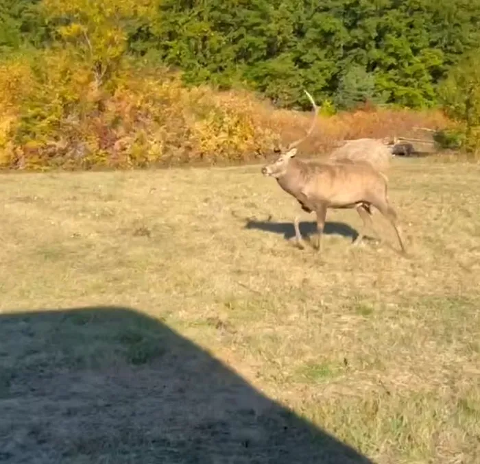Bărbat atacat de cerb pe un drum din Bihor. Cum a scăpat cu viață, după ce animalul l-ar fi târât zeci de metri