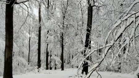 Tăierile ilegale din pădurile de stat au însumat PAGUBE de 7,3 milioane de lei, în primele trei trimestre din 2024. Ce măsuri a luat Romsilva