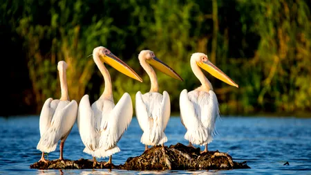 Delta Dunării, o destinație spectaculoasă. Turiștii străini vin în număr mare, chiar dacă se află la câțiva km de RĂZBOI