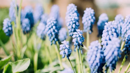 Jucători de la Steaua și Dinamo împart flori femeilor, de 1 martie