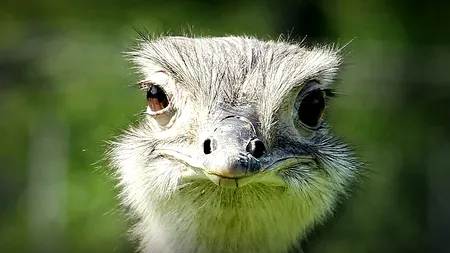 Un bărbat din Drobeta Turnu-Severin a fost amendat deoarece creștea un struț în apartament 