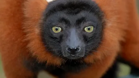Lemurii, protejați în cel mai mare parc natural din Madagascar