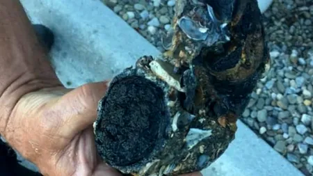 Obiectul misterios găsit de o persoană pe o plajă, folosit apoi ca element de decor printre flori, s-a dovedit a fi extrem de periculos