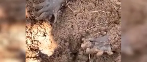 VIDEO | A dat peste aceste gheare care ieșeau din pământ. A tras de una și a încremenit!