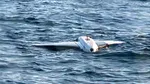 Forțele Navale Române au recuperat o aripă de dronă din apropierea platformei Neptun Alpha