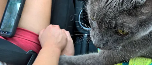 Cum a ales să își ia adio o pisică de la stăpânii săi 