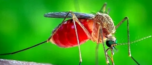 Virusul Zika s-ar putea răspândi în întreaga lume