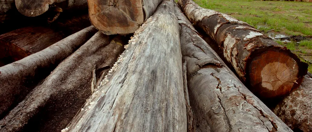 Un proiect de lege prevede ca exportul de bușteni, cherestea și lemne de foc să fie interzis pe o perioadă de cinci ani
