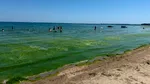 Turiști revoltați în Mamaia de „munții” de vegetație din apă. Administrația Bazinală Dobrogea-Litoral spune că plajele sunt curățate noaptea
