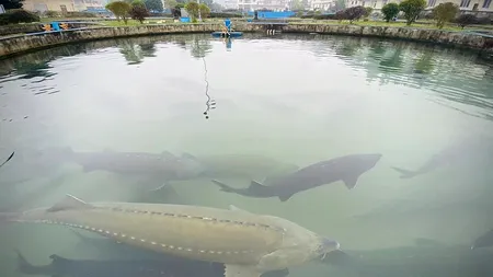 Exportul de STURIONI, o afacere de succes pentru românii din Santăul Mic. Cei mai mulți clienți sunt din Germania şi Elveţia