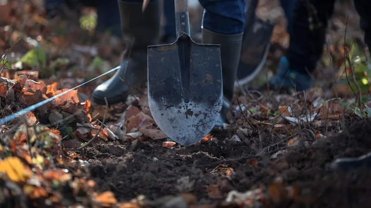 8.000 de arbori au fost plantați în pădurea Snagov, în numai 5 ore (P)