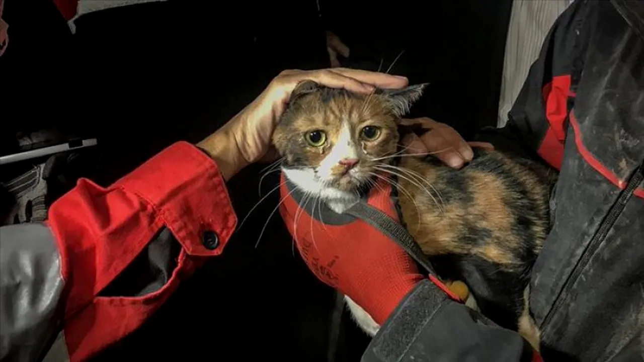 Salvare inedită în Turcia! Un câine polițist a ajutat la scoaterea unei pisici rănite de sub dărâmăturile unui bloc din Izmir
