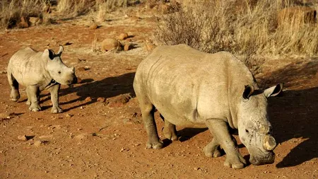 Efectul dur al braconajului: această specie ar putea să dispară în următorii 20 de ani