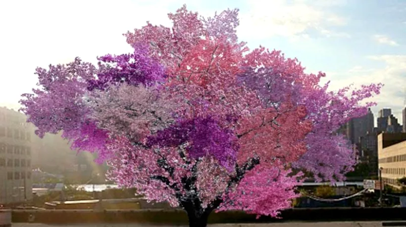 Un american a creat un pom care rodește 40 de soiuri de fructe în același timp. FOTO
