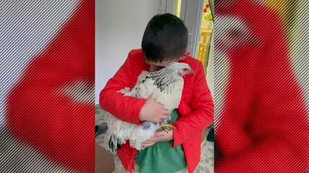 O româncă din SUA și-a mutat familia în țară, de dragul unei găini. „La început părea absurd”