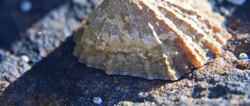 Dintele unui melc marin, pe primul loc în topul celor mai rezistente materiale biologice cunoscute