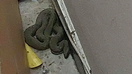 Jandarmii au fost solicitați să prindă un ȘARPE care intrase într-un apartament din Constanța. Cum a decurs operațiunea de recuperare a reptilei