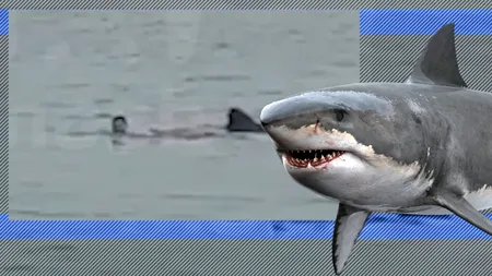 VIDEO. Scene ȘOCANTE pe o plajă din Hurghada: Un bărbat din Rusia a fost devorat de un rechin sub privirile terifiate ale tatălui și iubitei sale