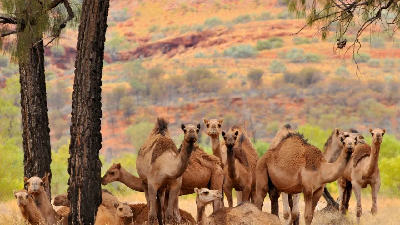Măsuri extreme în Australia: Peste 10.000 de cămile vor fi împușcate de vânători profesioniști pentru că au un consum mare de apă iar flatulențele lor contribuie la încălzirea globală 