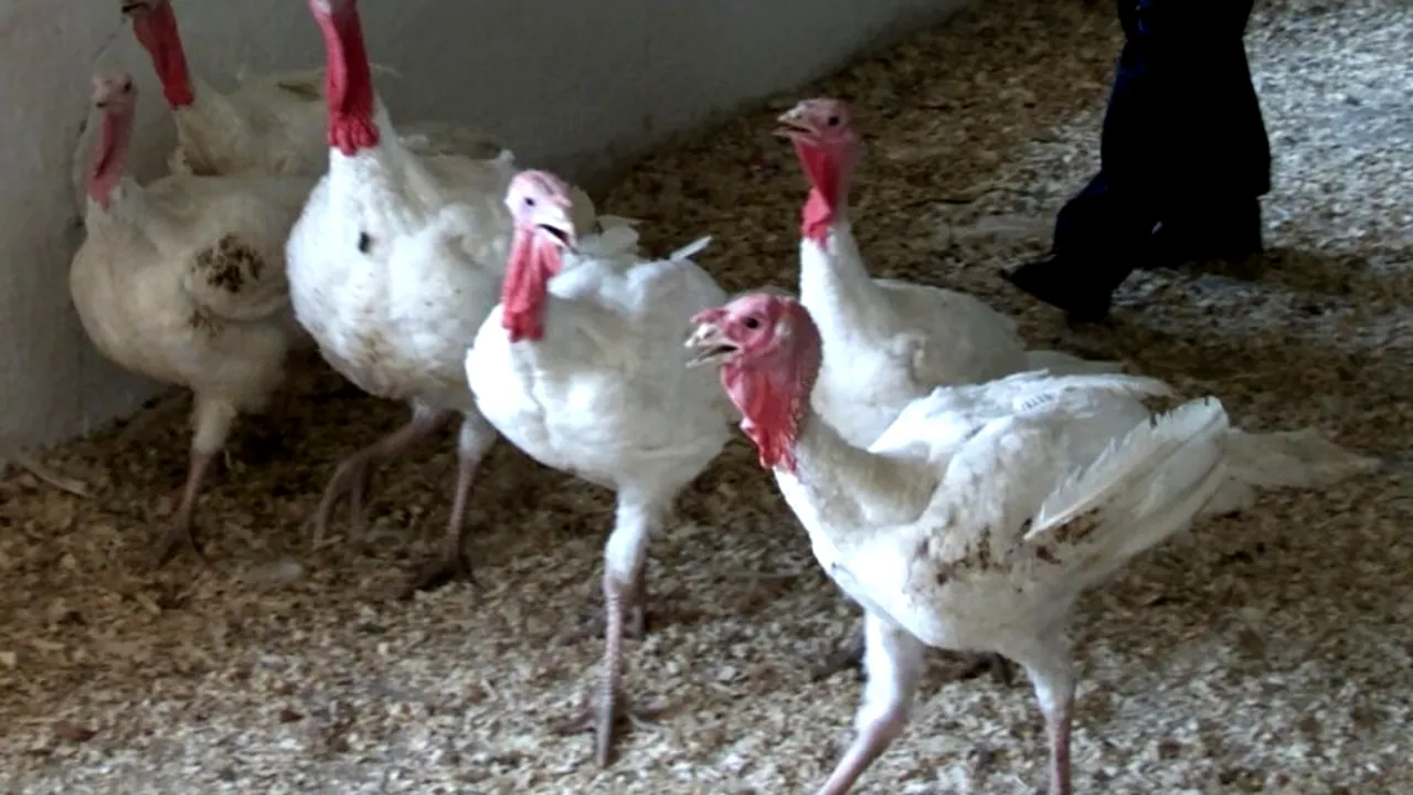 Aproape 360 de kilograme de carne de curcan infestată cu salmonella vândute în România. Ce spun reprezentanții ANSVSA