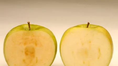 Americanii vor cultiva primele mere modificate genetic