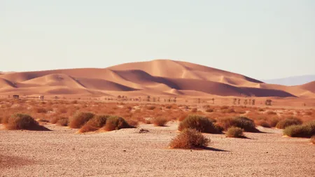 Au plantat copaci în Sahara, dar totul părea „mort”. Ce s-a întâmplat după ce au eliberat 500 de broaște țestoase