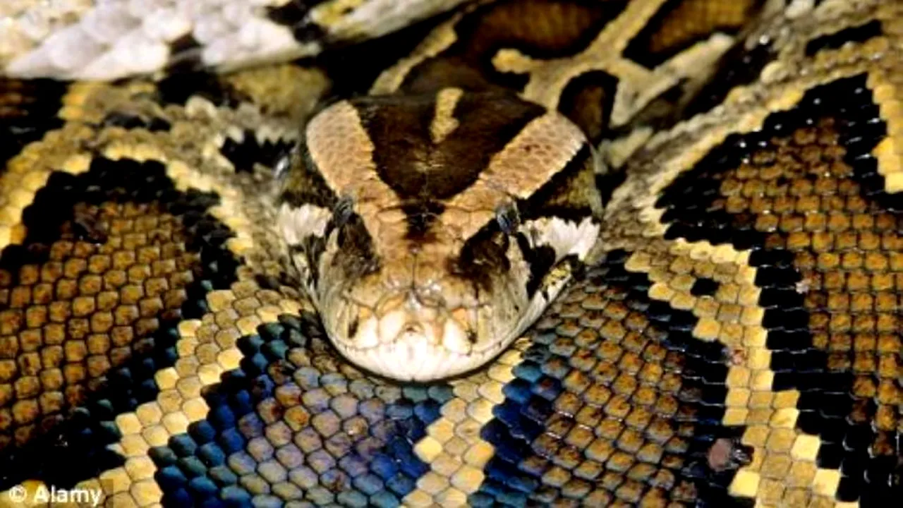 Se va lăsa mâncat de viu de un anaconda, într-o emisiune a postului Discovery