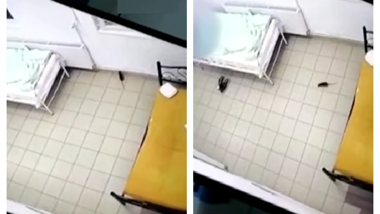 Imagini șocante într-un spital din România. Un șobolan, surprins printre paturile pacienților